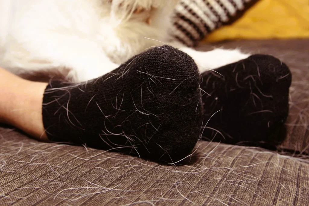 how to get dog hair out of car